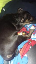 Lost Male Dog last seen American farm's, Milton, FL 32583