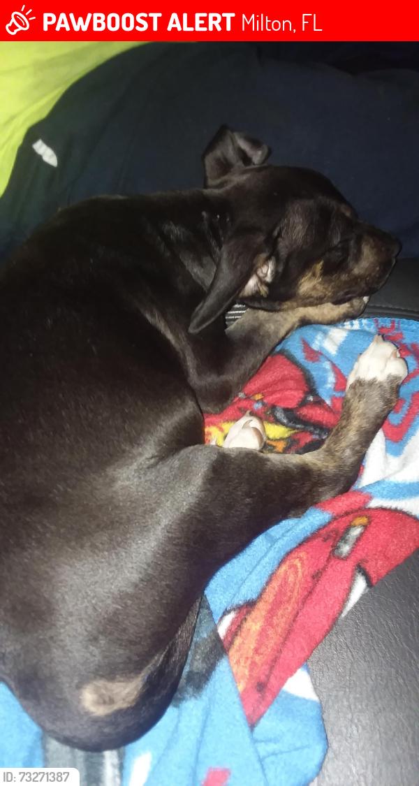 Lost Male Dog last seen American farm's, Milton, FL 32583