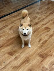 Reunited Male Dog last seen Near Caputo Dr, Morgan Hill, CA 95037, USA, Morgan Hill, CA 95037