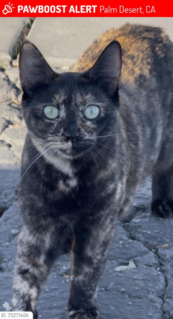 Lost Female Cat last seen Palm desert country club by Washington, Palm Desert, CA 92211