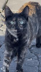 Lost Female Cat last seen Palm desert country club by Washington, Palm Desert, CA 92211