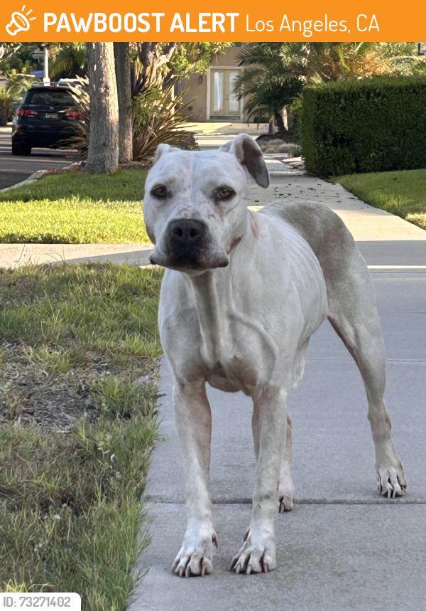 Found/Stray Female Dog last seen Enville place, Los Angeles, CA 90016