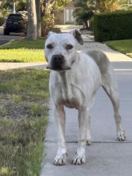 Found/Stray Female Dog last seen Enville place, Los Angeles, CA 90016