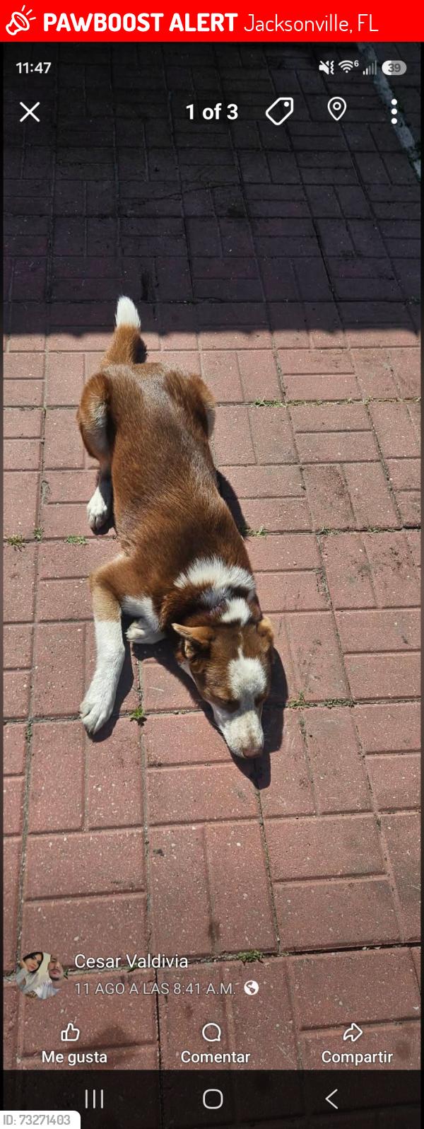 Lost Female Dog last seen Hammond and normandy blv, Jacksonville, FL 32221