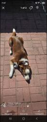 Lost Female Dog last seen Hammond and normandy blv, Jacksonville, FL 32221
