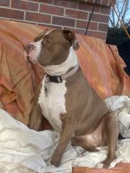 Lost Female Dog last seen County Rd 460, Trinity, AL 35673