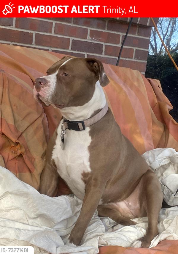 Lost Female Dog last seen County Rd 460, Trinity, AL 35673
