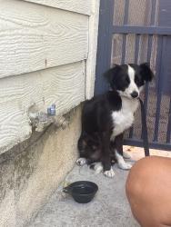 Found/Stray Female Dog last seen Magnolia & Talbert, Fountain Valley, CA 92708