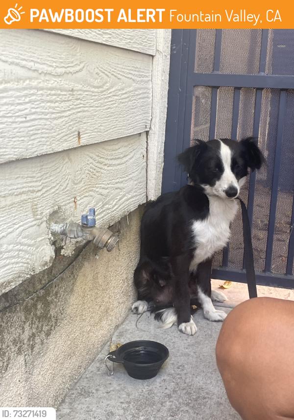 Found/Stray Female Dog last seen Magnolia & Talbert, Fountain Valley, CA 92708