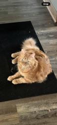 Lost Male Cat last seen Longmarsh Rd, Berryville, VA 22611
