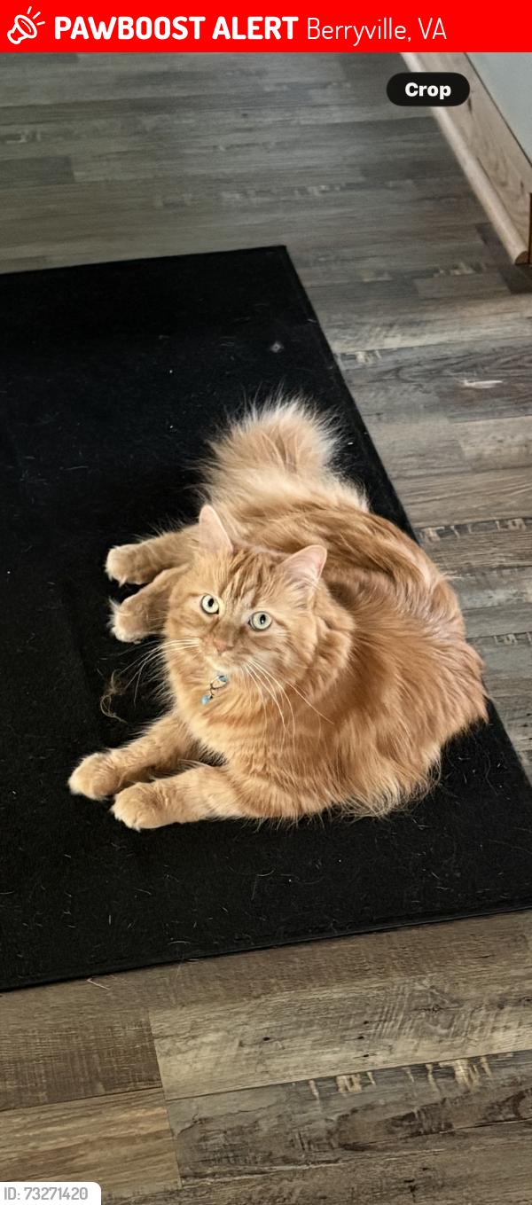 Lost Male Cat last seen Longmarsh Rd, Berryville, VA 22611