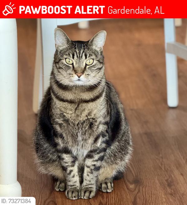 Lost Male Cat last seen Fieldstown Rd/Shady Grove, Gardendale, AL 35071