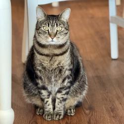 Lost Male Cat last seen Fieldstown Rd/Shady Grove, Gardendale, AL 35071