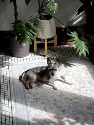 Reunited Female Dog last seen Alley, Cicero, IL 60804