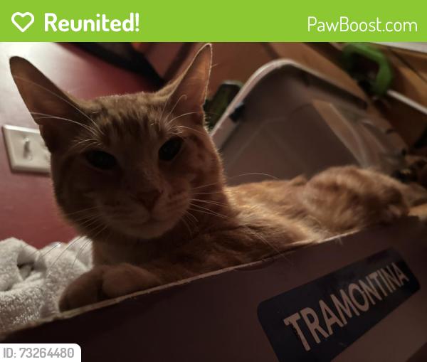 Reunited Male Cat last seen 23rd Place & California Avenue, Chicago, IL 60623