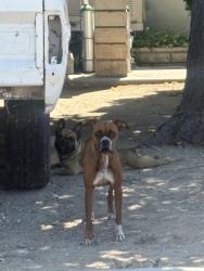 Found/Stray Male Dog last seen Pepper and cedar, Bloomington, CA 92316