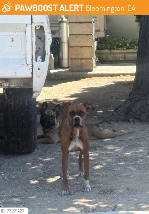 Found/Stray Male Dog last seen Pepper and cedar, Bloomington, CA 92316