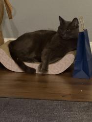 Lost Male Cat last seen Ashland, Roseville, CA 95661
