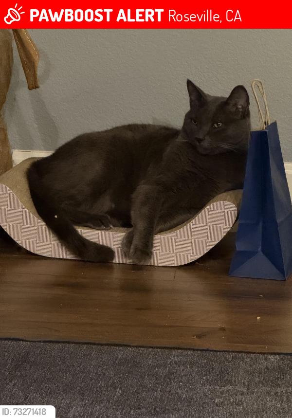 Lost Male Cat last seen Ashland, Roseville, CA 95661