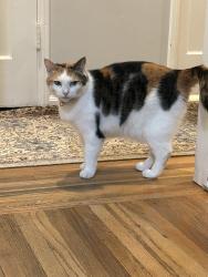 Reunited Female Cat last seen Hartsook & Ben, Los Angeles, CA 91607