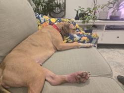 Found/Stray Female Dog last seen Food lion, Rural Hall, NC 27045