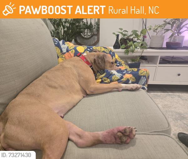 Found/Stray Female Dog last seen Food lion, Rural Hall, NC 27045