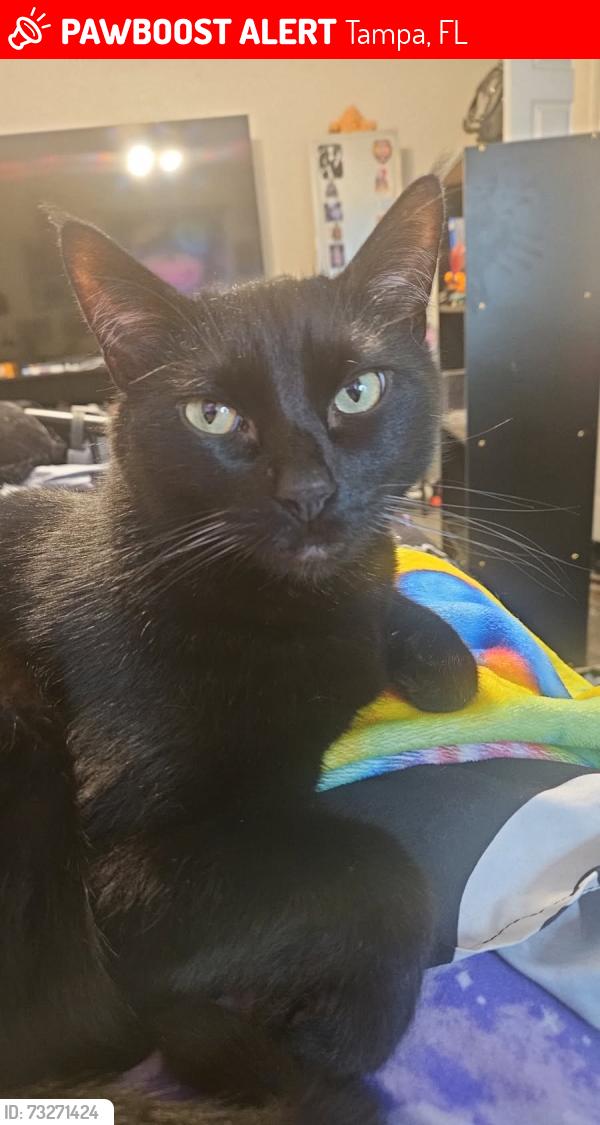 Lost Male Cat last seen E mcberry st, Tampa, FL 33610