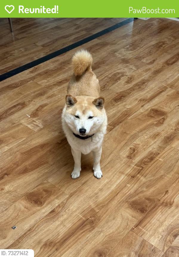 Reunited Male Dog last seen Near Caputo Dr, Morgan Hill, CA 95037, USA, Morgan Hill, CA 95037