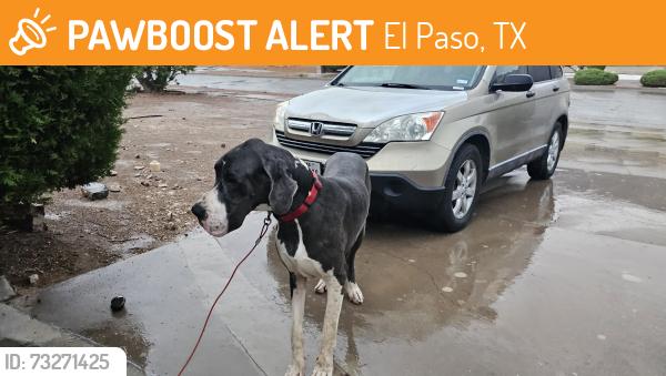 Found/Stray Male Dog last seen Sunland park and Mesa, El Paso, TX 79912