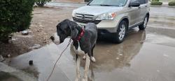 Found/Stray Male Dog last seen Sunland park and Mesa, El Paso, TX 79912