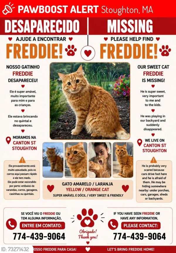 Lost Male Cat last seen Canton st , at backyard playing, Stoughton, MA 02072