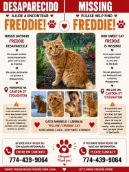 Lost Male Cat last seen Canton st , at backyard playing, Stoughton, MA 02072