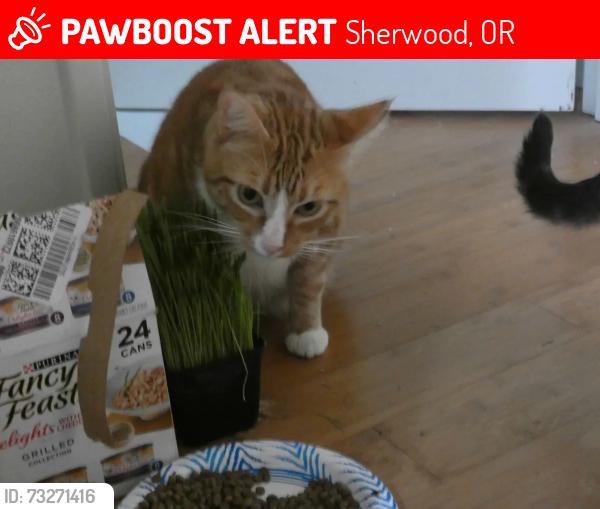Lost Male Cat last seen SW Brittany Lane and SW Highpoint, Sherwood, OR 97140