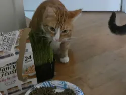 Lost Male Cat last seen SW Brittany Lane and SW Highpoint, Sherwood, OR 97140