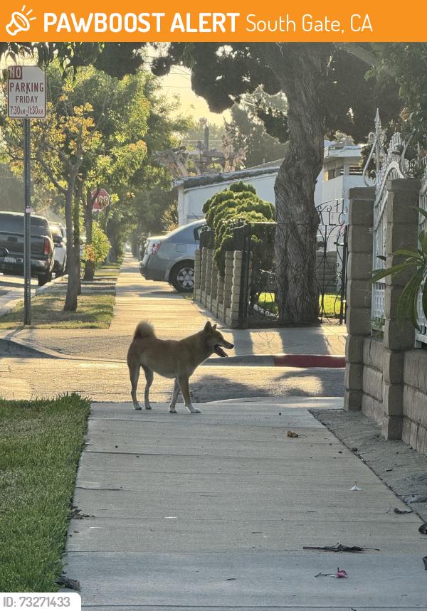Found/Stray Unknown Dog last seen Michigan and San Miguel, South Gate, CA 90280