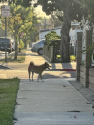 Found/Stray Unknown Dog last seen Michigan and San Miguel, South Gate, CA 90280