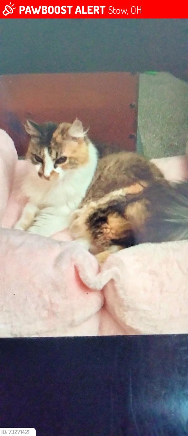 Lost Female Cat last seen Graham Road, Stow, OH 44224
