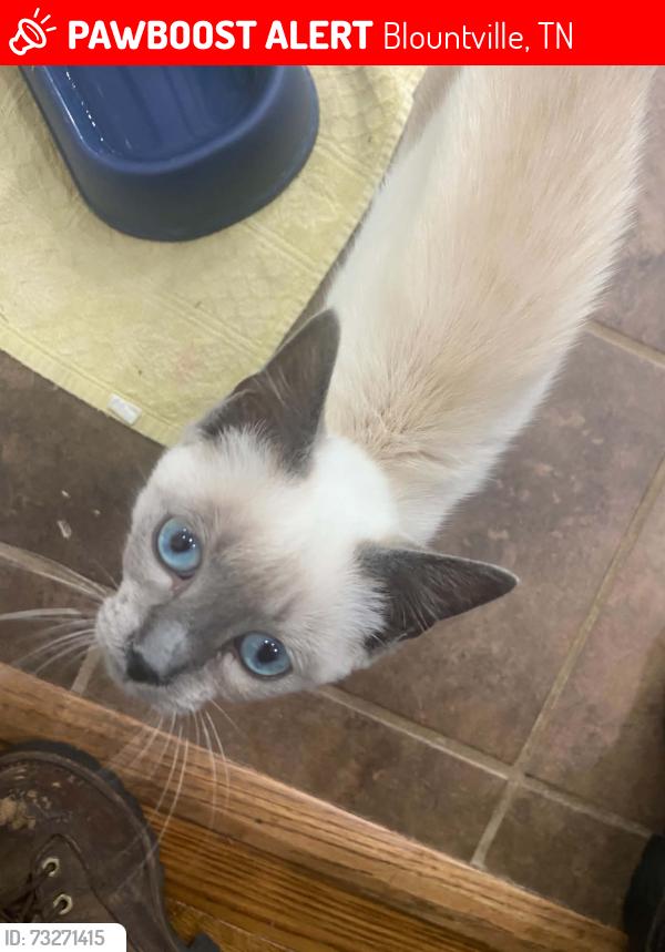 Lost Female Cat last seen Indian Springs Christian church, Blountville, TN 37617
