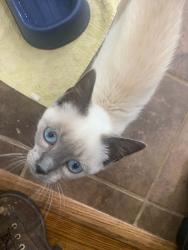 Lost Female Cat last seen Indian Springs Christian church, Blountville, TN 37617
