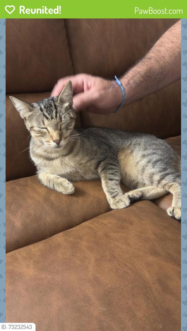 Reunited Female Cat last seen Near Clear Water Park Dr, Katy, TX 77450