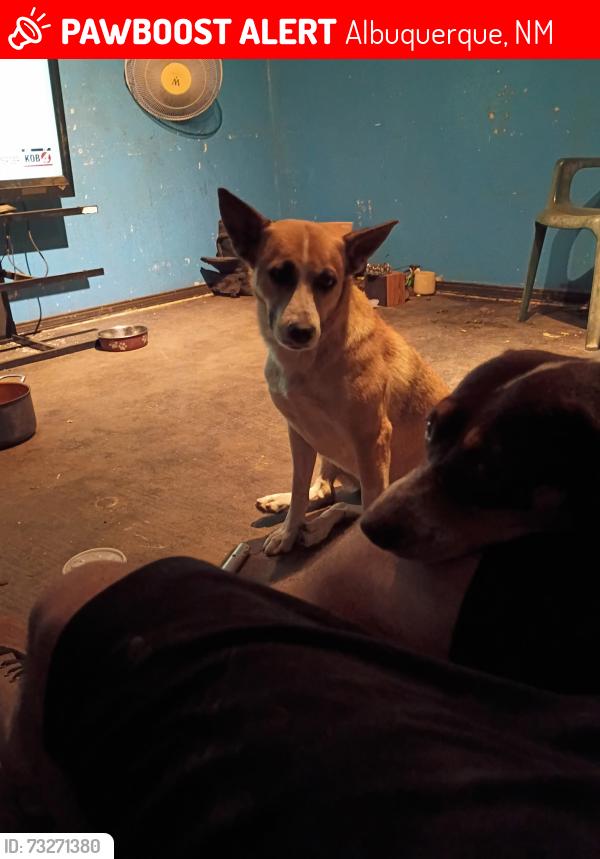 Lost Female Dog last seen Near edith blvd ne, Albuquerque, NM 87107