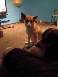 Lost Female Dog last seen Near edith blvd ne, Albuquerque, NM 87107