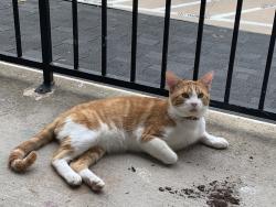 Lost Male Cat last seen Duck lake loop, Anna, TX 75409