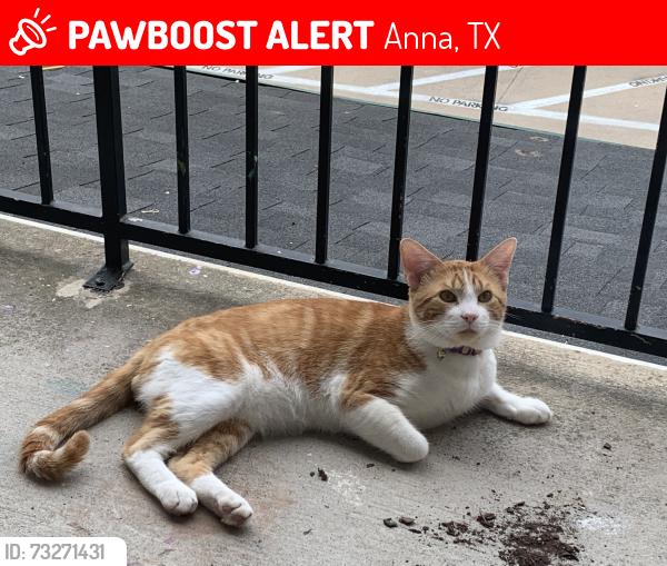 Lost Male Cat last seen Duck lake loop, Anna, TX 75409