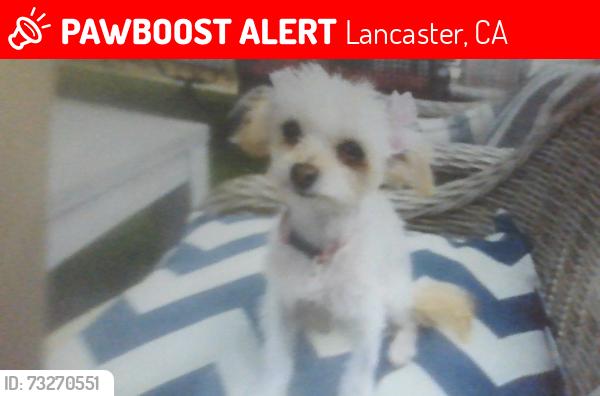 Lost Female Dog last seen fern, Lancaster, CA 93534