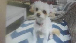 Lost Female Dog last seen fern, Lancaster, CA 93534