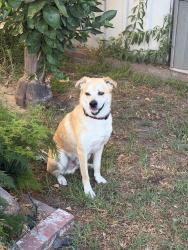 Found/Stray Male Dog last seen Rosecrans blvd and paramount blvd, Paramount, CA 90723