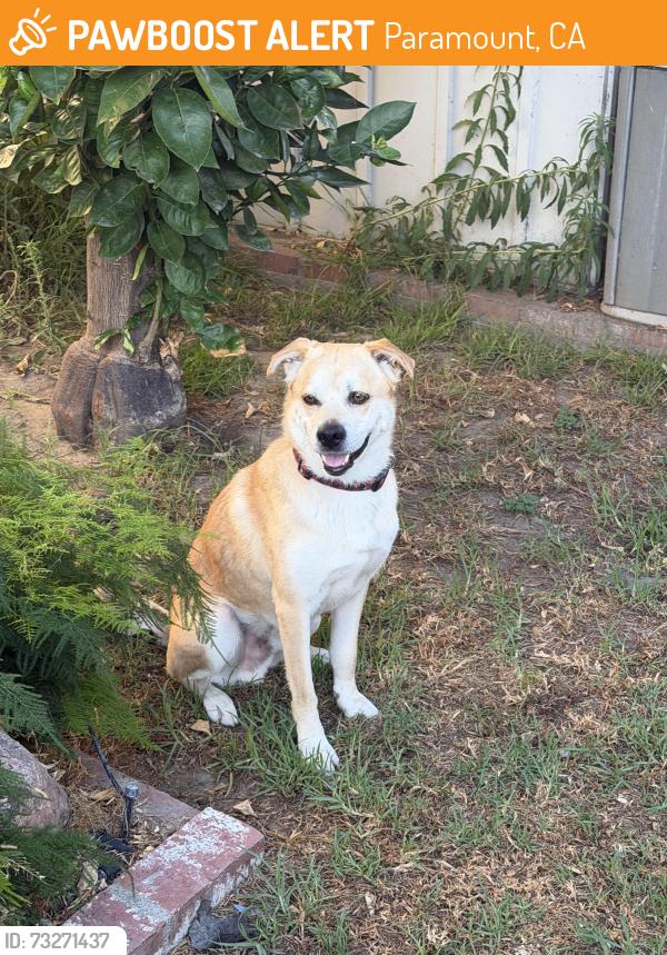 Found/Stray Male Dog last seen Rosecrans blvd and paramount blvd, Paramount, CA 90723