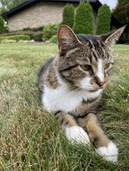 Found/Stray Female Cat last seen Lanergan, Troy, MI 48084