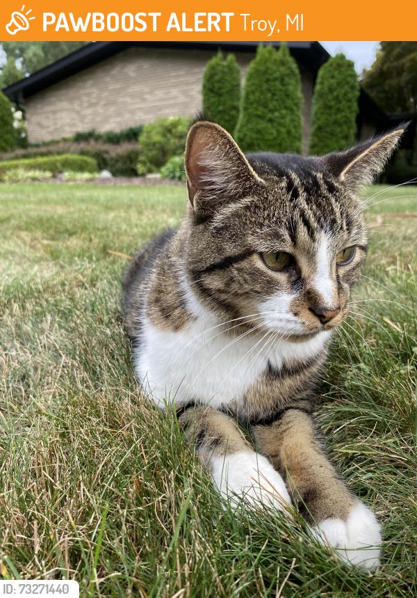 Found/Stray Female Cat last seen Lanergan, Troy, MI 48084